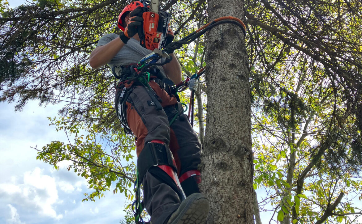 Veszelyes_fak_kivagasa_2