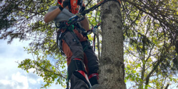 Lakossági felhívás – Gallyazás az üzembiztos áramellátásért