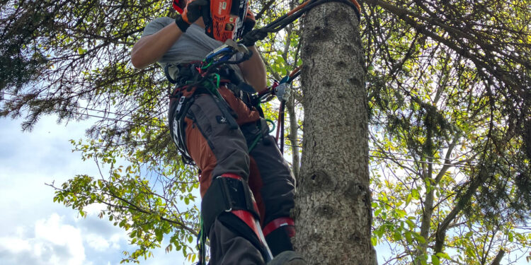 Lakossági felhívás – Gallyazás az üzembiztos áramellátásért