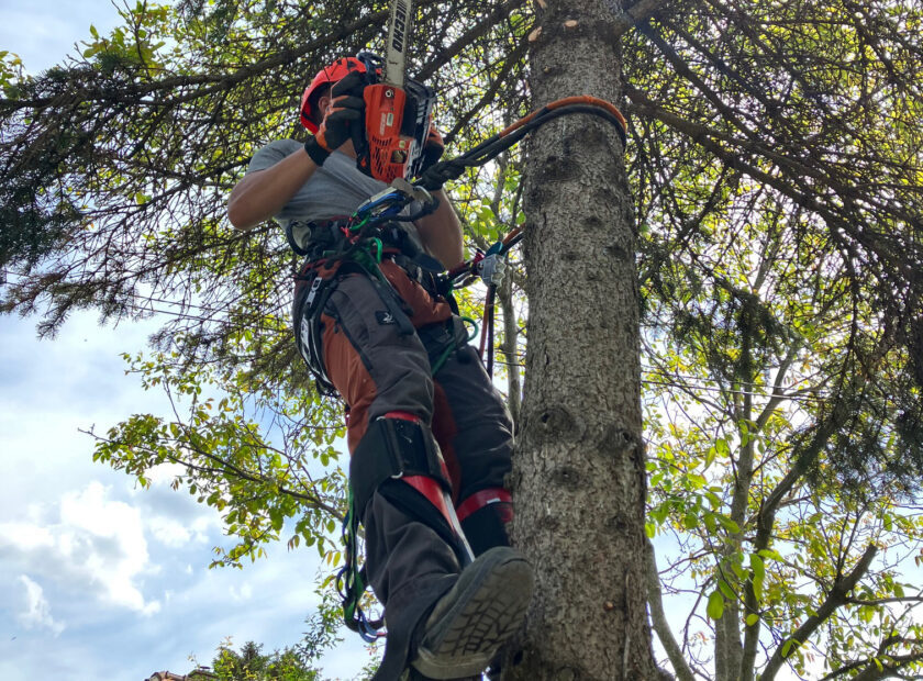 Veszelyes_fak_kivagasa_2