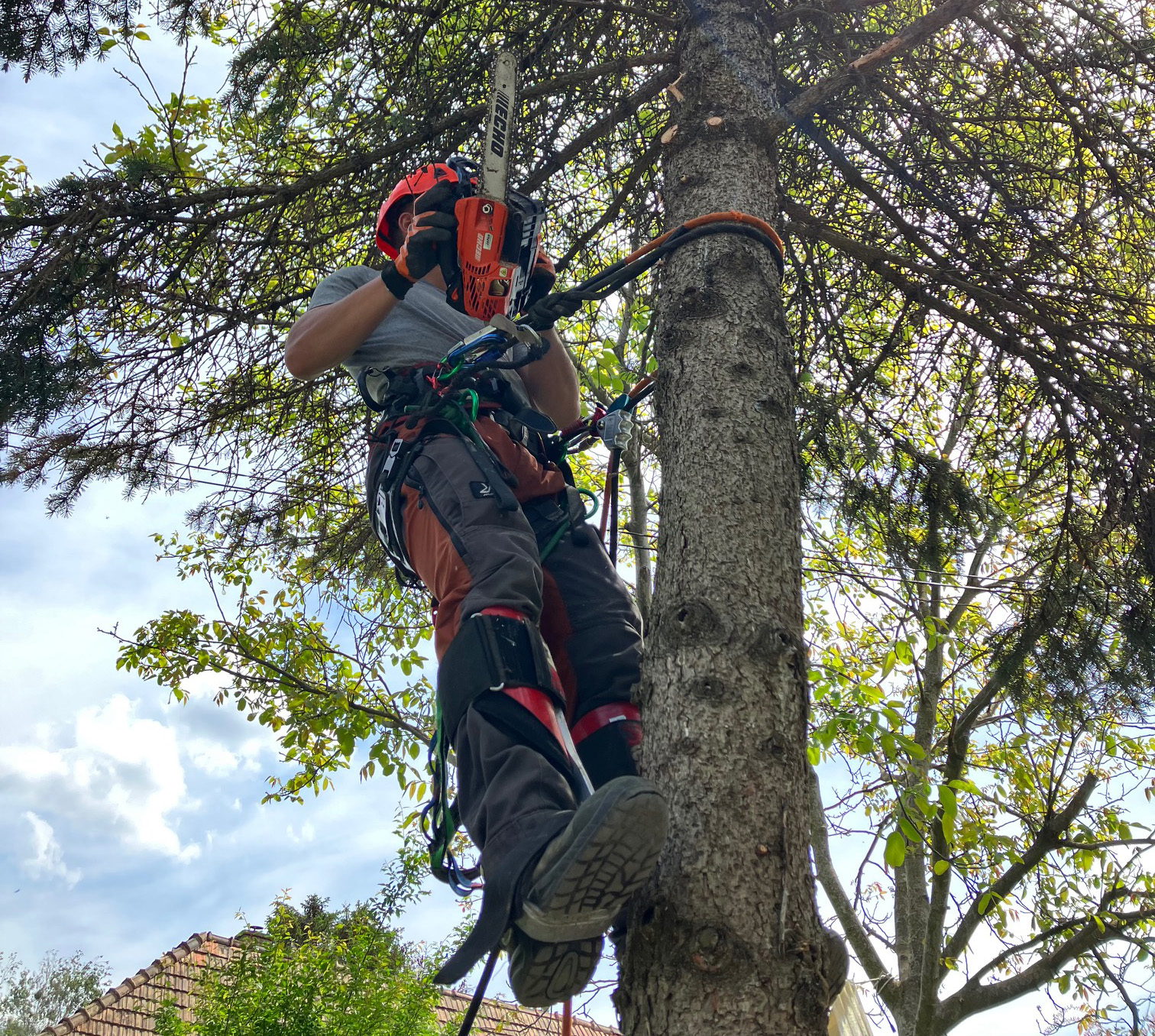 Lakossági felhívás – Gallyazás az üzembiztos áramellátásért