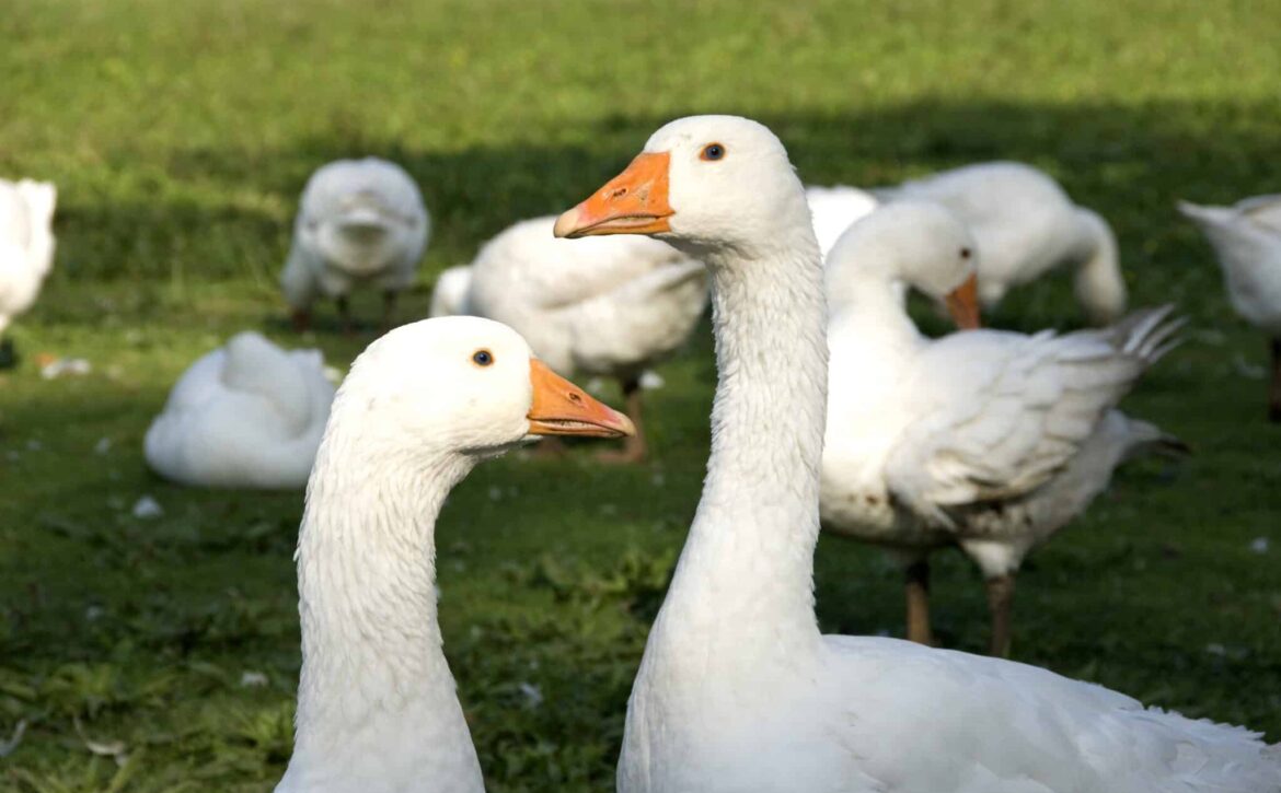 Free range geese