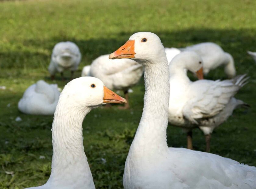 Free range geese
