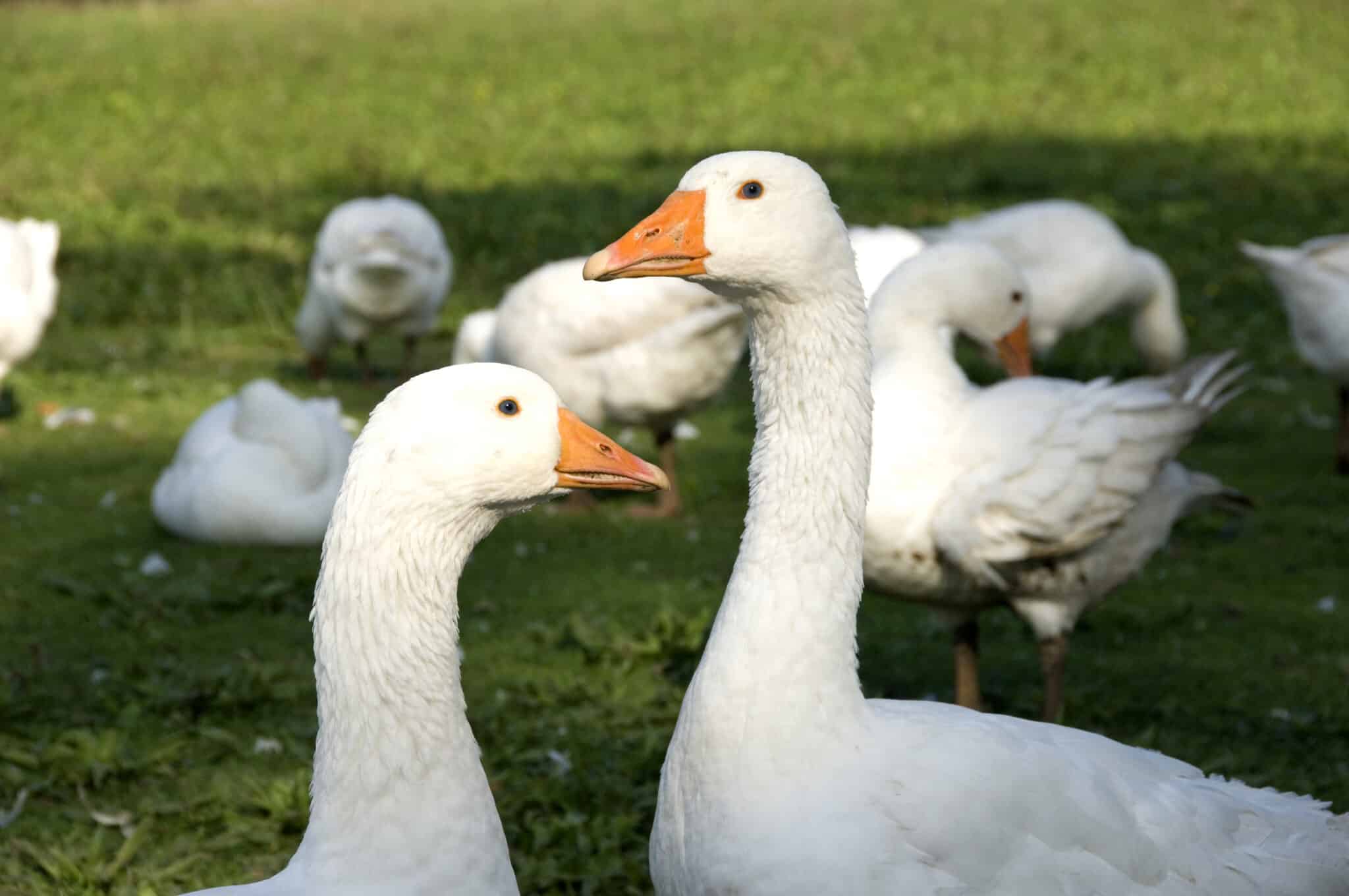 Felhívás – Legszebb Galiba-liba Szépségverseny!